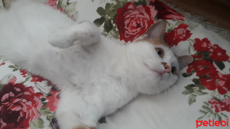 Ankara Kedisi, Kedi  Pamuk fotoğrafı