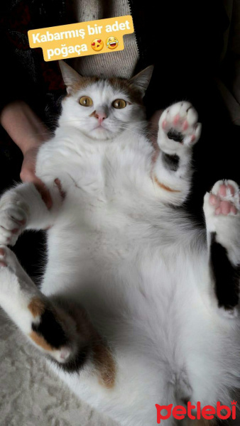 Ankara Kedisi, Kedi  Pamuk fotoğrafı