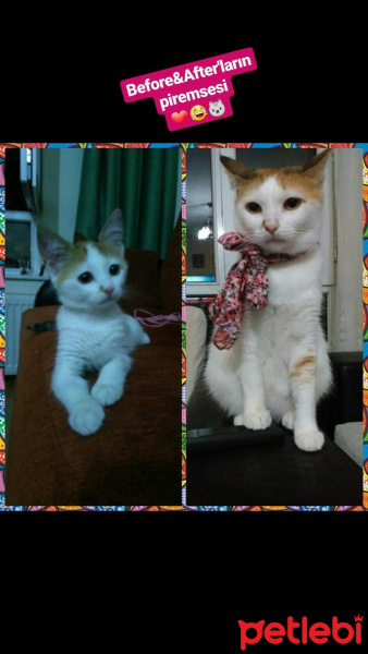 Ankara Kedisi, Kedi  Pamuk fotoğrafı
