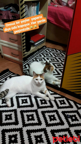 Ankara Kedisi, Kedi  Pamuk fotoğrafı