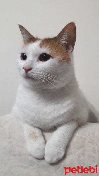 Ankara Kedisi, Kedi  Pamuk fotoğrafı
