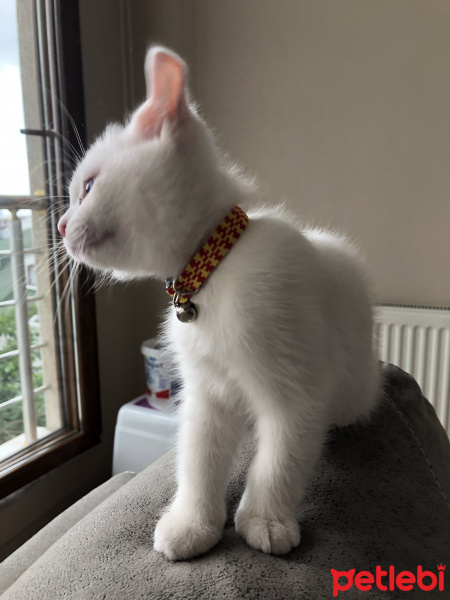 British Shorthair, Kedi  Mia fotoğrafı