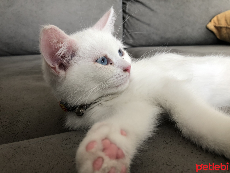 British Shorthair, Kedi  Mia fotoğrafı