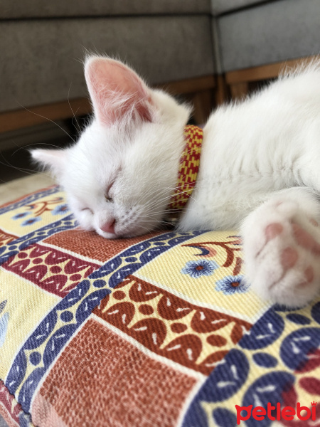 British Shorthair, Kedi  Mia fotoğrafı