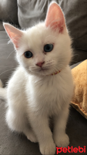 British Shorthair, Kedi  Mia fotoğrafı