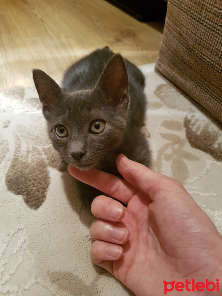 Korat, Kedi  Paspas fotoğrafı