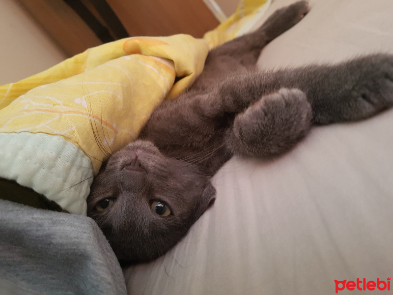 Korat, Kedi  Paspas fotoğrafı