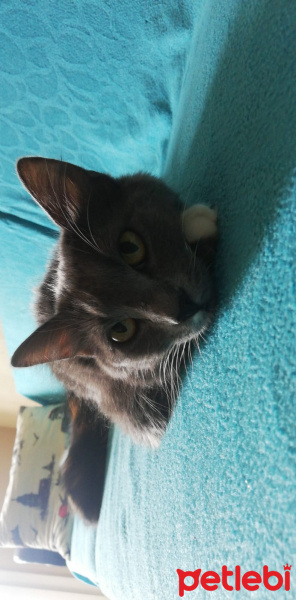 Tekir Kedi, Kedi  Bulut fotoğrafı