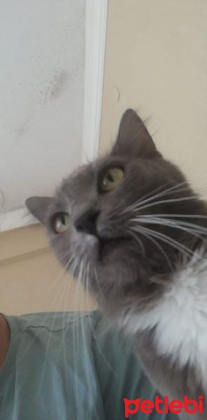 Tekir Kedi, Kedi  Bulut fotoğrafı