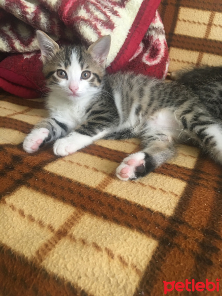 Tekir Kedi, Kedi  Tekir fotoğrafı