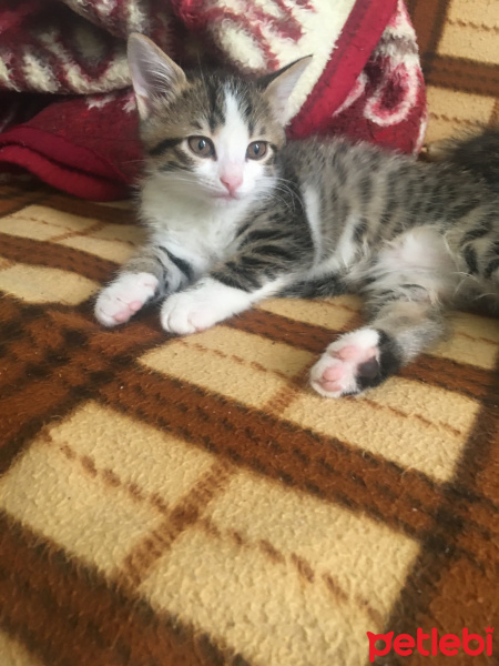 Tekir Kedi, Kedi  Tekir fotoğrafı