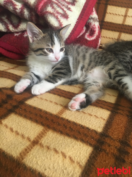 Tekir Kedi, Kedi  Tekir fotoğrafı