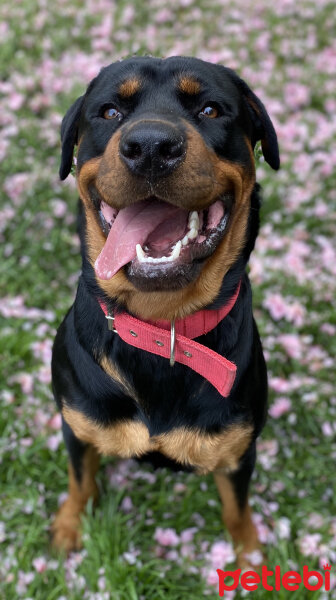 Rottweiler, Köpek  Hector fotoğrafı