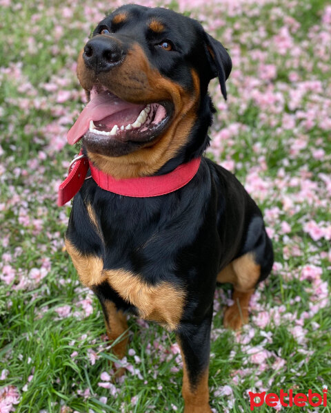 Rottweiler, Köpek  Hector fotoğrafı