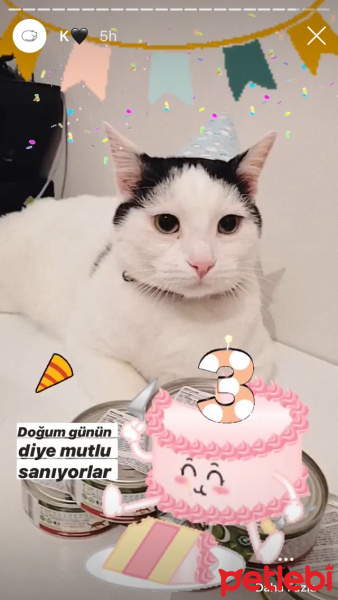 Tekir Kedi, Kedi  Kuzey fotoğrafı