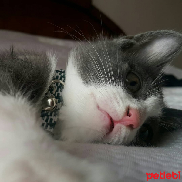 Tuxedo (Smokin) Kedi, Kedi  Şanslı fotoğrafı
