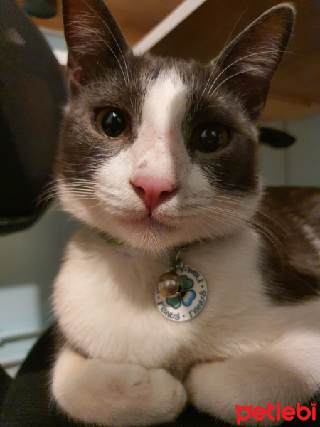 Tuxedo (Smokin) Kedi, Kedi  Şanslı fotoğrafı