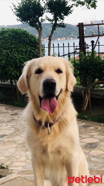 Golden Retriever, Köpek  viski fotoğrafı