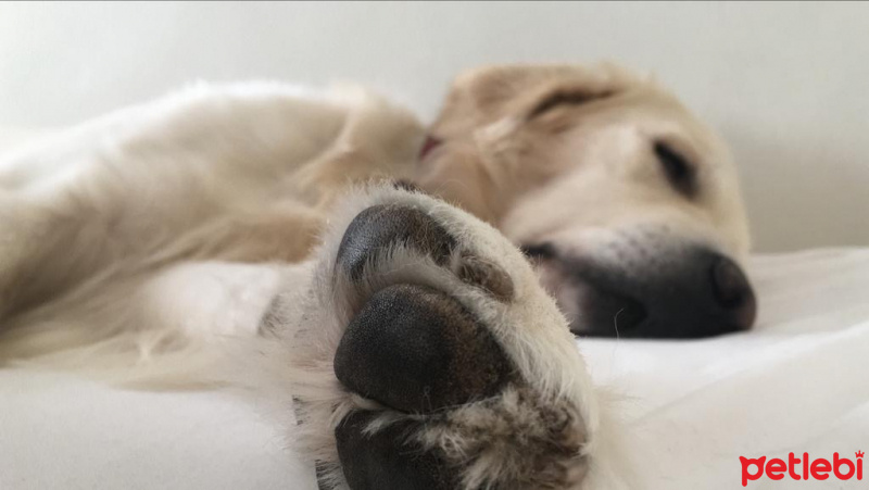 Golden Retriever, Köpek  viski fotoğrafı