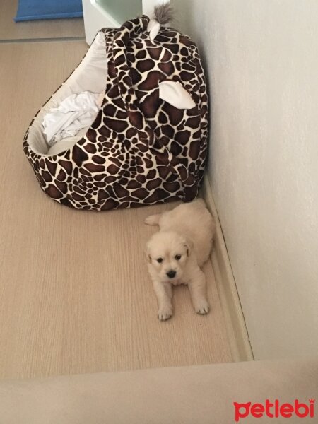 Golden Retriever, Köpek  hera fotoğrafı