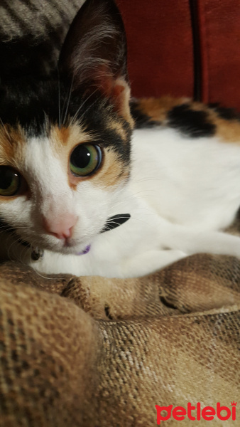 Tekir Kedi, Kedi  Sakız fotoğrafı