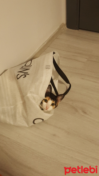 Tekir Kedi, Kedi  Sakız fotoğrafı