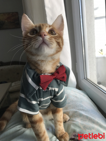 Sarman, Kedi  Pilav fotoğrafı