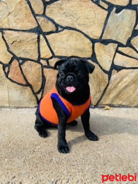 Pug, Köpek  Marco fotoğrafı