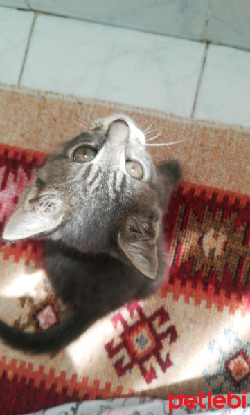 British Shorthair, Kedi  Moni fotoğrafı