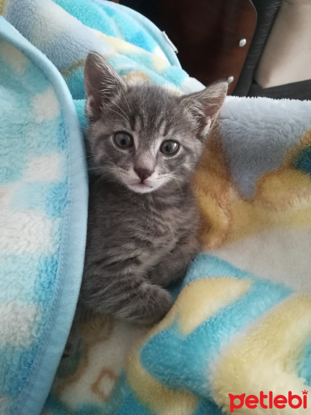 British Shorthair, Kedi  Moni fotoğrafı