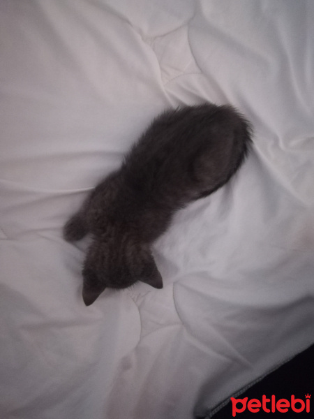 British Shorthair, Kedi  Moni fotoğrafı