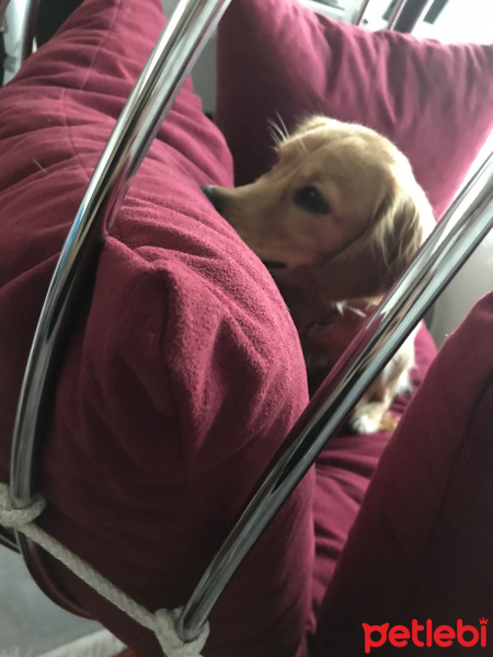 İngiliz Cocker Spaniel, Köpek  Tarçın fotoğrafı