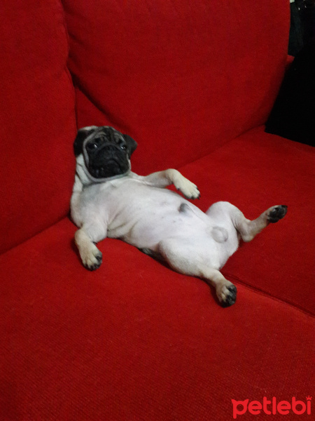 Pug, Köpek  Jack fotoğrafı