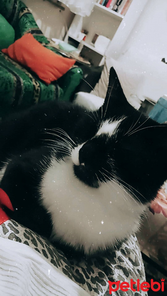 Tuxedo (Smokin) Kedi, Kedi  Huriye fotoğrafı