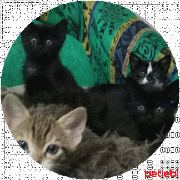 Tuxedo (Smokin) Kedi, Kedi  Huriye fotoğrafı