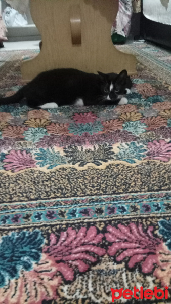 Tuxedo (Smokin) Kedi, Kedi  Huriye fotoğrafı