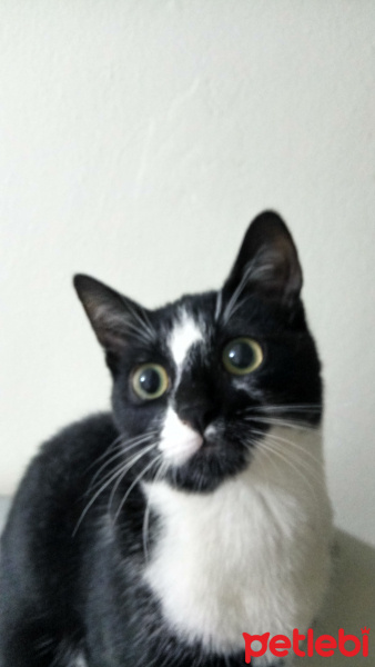 Tuxedo (Smokin) Kedi, Kedi  Huriye fotoğrafı