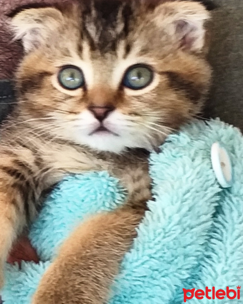 British Shorthair, Kedi  Poncik fotoğrafı