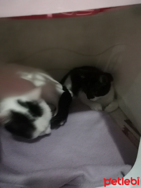Tekir Kedi, Kedi  Lidya ve karabiber fotoğrafı