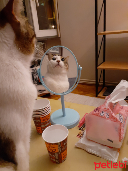 Tekir Kedi, Kedi  Küheylan fotoğrafı