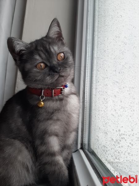 British Shorthair, Kedi  Mişa fotoğrafı