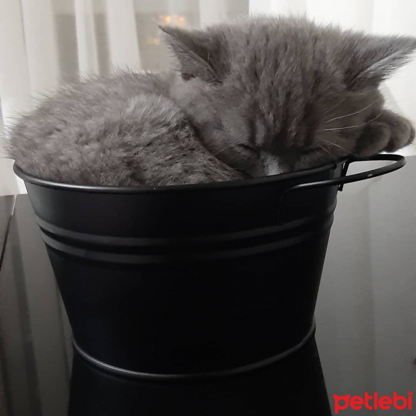 British Shorthair, Kedi  Leo fotoğrafı