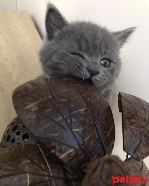 British Shorthair, Kedi  Leo fotoğrafı