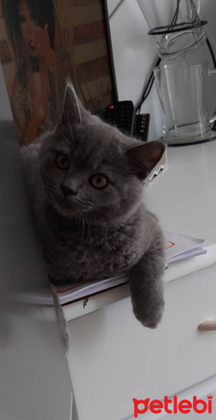 British Shorthair, Kedi  Leo fotoğrafı