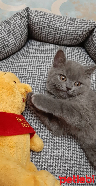 British Shorthair, Kedi  Leo fotoğrafı