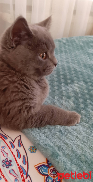 British Shorthair, Kedi  Leo fotoğrafı