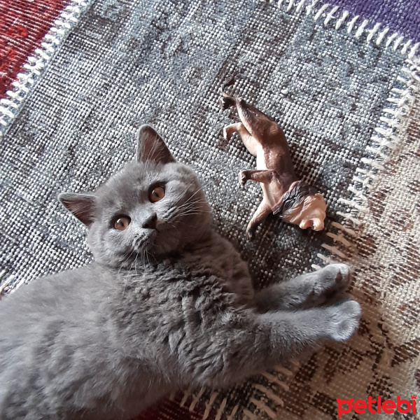 British Shorthair, Kedi  Leo fotoğrafı