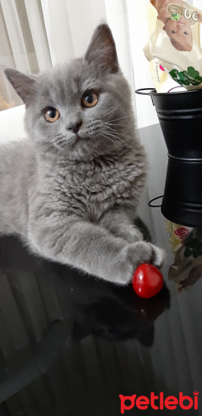 British Shorthair, Kedi  Leo fotoğrafı