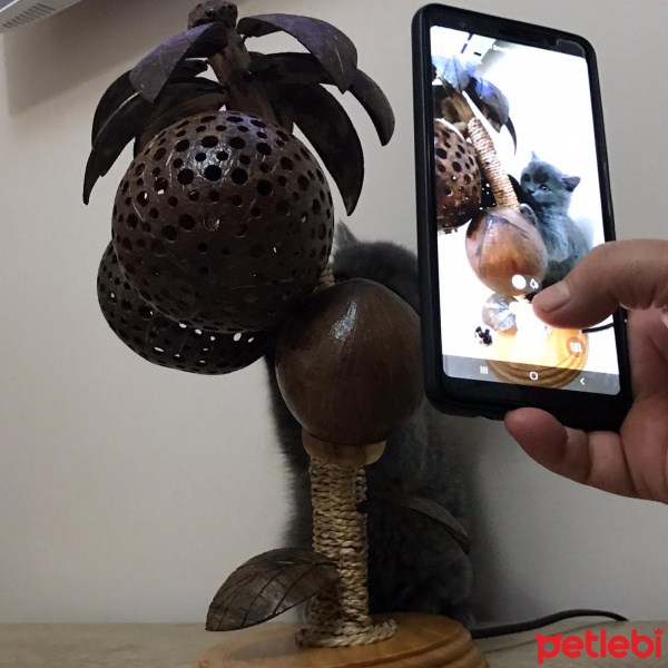 British Shorthair, Kedi  Leo fotoğrafı