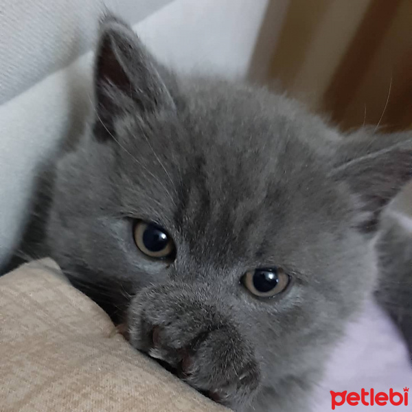British Shorthair, Kedi  Leo fotoğrafı